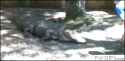 1479527015532.gif