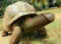1525712 - penis turtle.jpg