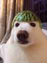 melon.jpg