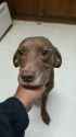 DOgger.jpg