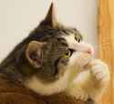 thinkingCat.jpg