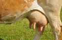 9068118-Udder-of-a-young-cow-Stock-Photo-udder[1].jpg
