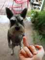 dawg6606.jpg