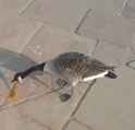 goose.jpg