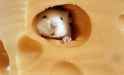Mouse-in-Swiss-Cheese-Hole-by-Chris-Warbey.jpg