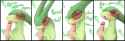Flygon11.jpg