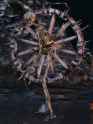 Bonewheel_Skeleton_II.png