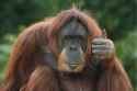 Chimpanzee-Funny-Thumbs-Up.jpg