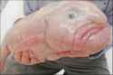 blob3.jpg