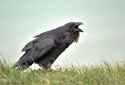 543654_raven_crow_voron_seaford_england_gb_2752x1887_www.Gde-Fon.com.jpg