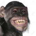 8651712-Close-up-of-Mixed-Breed-monkey-between-Chimpanzee-and-Bonobo-smiling-8-years-old-Stock-Photo.jpg