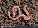two-common-earthworms-lob-worms-lumbricus-terrestris-crawling-on-the-BETAG9.jpg