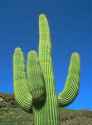 cactus.jpg