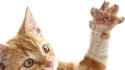 catclaws.jpg