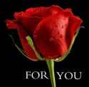 rose_064.jpg