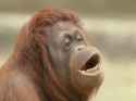 orangutan.jpg