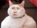 Cage_Cat_Best.jpg