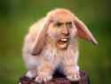 Bunny.jpg