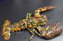 spot lobster.jpg