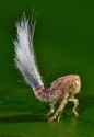 planthopper.jpg