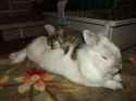 cute-kitten-and-rabbit-comfy-bed.jpg