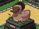 afroduck.jpg