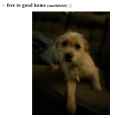 free pupper.png