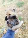babyfox.jpg