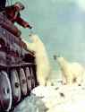 tank polar bears.jpg