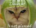 limecat.jpg