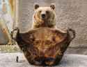 bear-spread-eagle.jpg