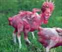 Miley-mutant-chicken.jpg