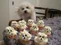 dog cakes.jpg