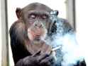 smokingchimp.jpg