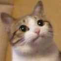 kkkat.png