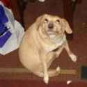 ohyoudog.jpg