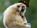 thanksgibbon.png