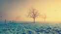Morning Dew.jpg