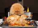 tmp_15842-cat-thanksgiving-1718108706.jpg