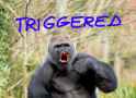 nigtrig.jpg