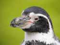 penguin-1225374__340.jpg