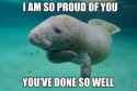 manatee love.jpg