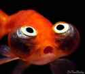 Look into my eyes mofo.jpg