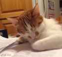 cat sleep passout.gif