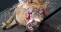 warts-and-cankors-feature-630x339.jpg