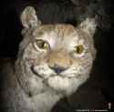 Cheetah.jpg