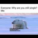 male polar bear.png