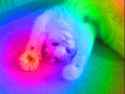 rainbow cat.gif