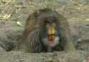 vp-us-lc-library-gopher-facts-lg.jpg