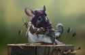 johannes-holm-the-rodents-mina-the-assassin-hood.jpg